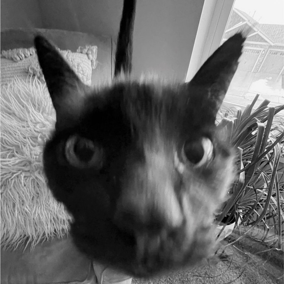 Meet your Posher, Liv - Picture 3 of 3